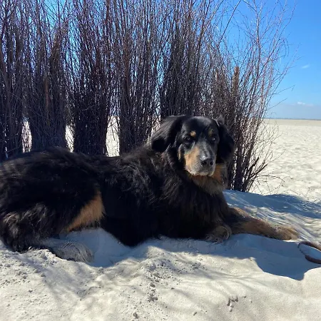 Ferien Im Wangerland Muschel Minsen Hund Pool Sauna Schillig